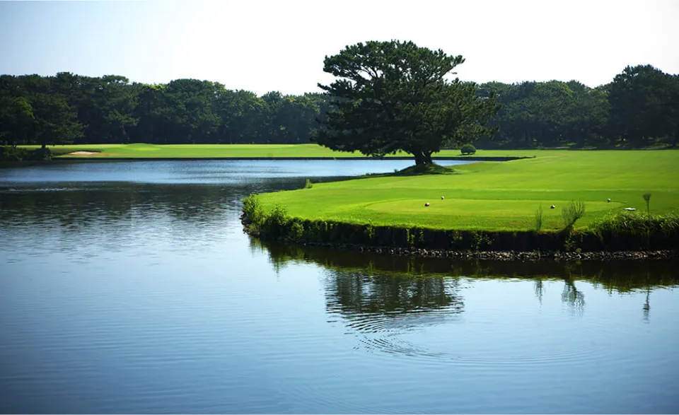 A golf course with a tree in the middle of a small island surrounded by a calm lake, with lush green grass and distant trees in the background.